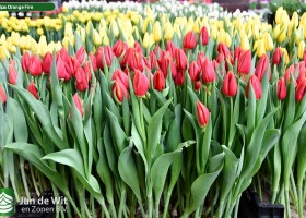 Tulipa Orange Fire (1)